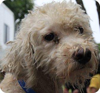 Poodle (Miniature) Mix Dog for Sale in Middletown, New York - Pierre Poodle (Miniature) Mix Dog for Sale in Middletown, New York - Pierre