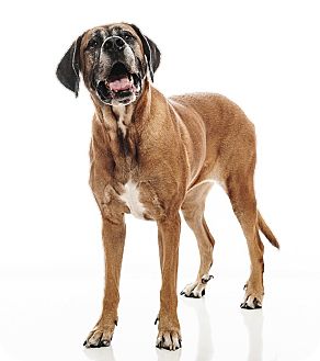 Mastiff/Rhodesian Ridgeback Mix Dog for Sale in Fort Collins, Colorado - Teddi Mastiff/Rhodesian Ridgeback Mix Dog for Sale in Fort Collins, Colorado - Teddi