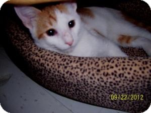 Domestic Shorthair Cat for Sale in Oceanside, New York - Rusty Domestic Shorthair Cat for Sale in Oceanside, New York - Rusty
