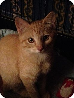 Domestic Shorthair Cat for Sale in Wenatchee, Washington - Pumpkin! Domestic Shorthair Cat for Sale in Wenatchee, Washington - Pumpkin!