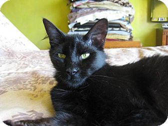 Domestic Shorthair Cat for Sale in Toronto, Ontario - Nissa Domestic Shorthair Cat for Sale in Toronto, Ontario - Nissa