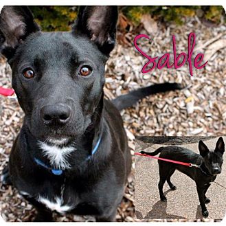 German Shepherd Dog/American Pit Bull Terrier Mix Dog for Sale in Westland, Michigan - Sable German Shepherd Dog/American Pit Bull Terrier Mix Dog for Sale in Westland, Michigan - Sable