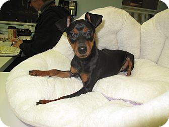 Miniature Pinscher Puppy for Sale in New York, New York - Jimmy Miniature Pinscher Puppy for Sale in New York, New York - Jimmy