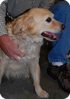 Golden Retriever Mix Dog for Sale in Loudonville, New York - Chester Golden Retriever Mix Dog for Sale in Loudonville, New York - Chester