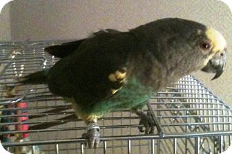 Poicephalus (including Senegal and Meyer's) for Sale in Shawnee Mission, Kansas - Sadie Poicephalus (including Senegal and Meyer's) for Sale in Shawnee Mission, Kansas - Sadie