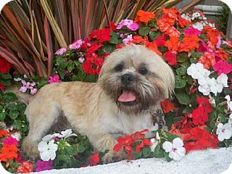 Lhasa Apso/Terrier (Unknown Type, Small) Mix Dog for Sale in Los Angeles, California - BRUT Lhasa Apso/Terrier (Unknown Type, Small) Mix Dog for Sale in Los Angeles, California - BRUT