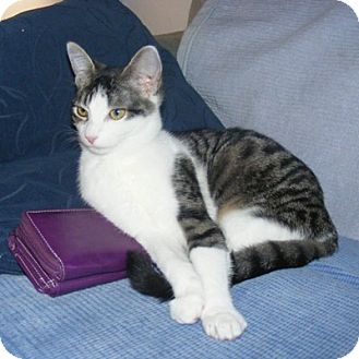 Domestic Shorthair Kitten for Sale in Mississauga, Ontario, Ontario - Miss Peabody Domestic Shorthair Kitten for Sale in Mississauga, Ontario, Ontario - Miss Peabody