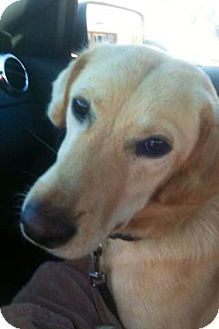 Labrador Retriever Mix Dog for Sale in Chattanooga, Tennessee - Allie Labrador Retriever Mix Dog for Sale in Chattanooga, Tennessee - Allie