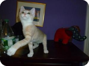 American Shorthair Kitten for Sale in Cleveland, Ohio - Emmett American Shorthair Kitten for Sale in Cleveland, Ohio - Emmett