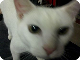 Domestic Shorthair Cat for Sale in Warren, Ohio - Casper Domestic Shorthair Cat for Sale in Warren, Ohio - Casper