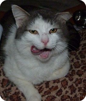Domestic Shorthair Cat for Sale in Stafford, Virginia - Beau Domestic Shorthair Cat for Sale in Stafford, Virginia - Beau