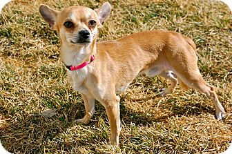 Chihuahua Mix Dog for Sale in Meridian, Idaho - Taos Chihuahua Mix Dog for Sale in Meridian, Idaho - Taos