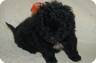 Poodle (Standard)/Dachshund Mix Puppy for Sale in Hazard, Kentucky - Lola Poodle (Standard)/Dachshund Mix Puppy for Sale in Hazard, Kentucky - Lola