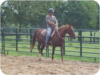 Saddlebred Mix for Sale in Nicholasville, Kentucky - Markey Saddlebred Mix for Sale in Nicholasville, Kentucky - Markey