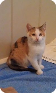 Calico Kitten for Sale in Cleveland, Ohio - Buttercup Calico Kitten for Sale in Cleveland, Ohio - Buttercup