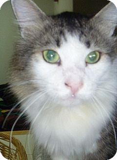 Domestic Longhair Cat for Sale in Hamburg, New York - Timberwolf Domestic Longhair Cat for Sale in Hamburg, New York - Timberwolf