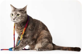 Domestic Shorthair Cat for Sale in New York, New York - Frannie Domestic Shorthair Cat for Sale in New York, New York - Frannie