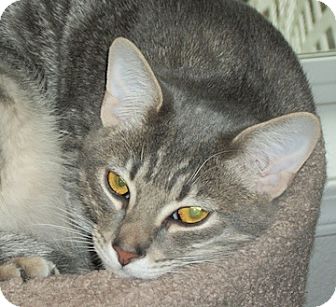 Domestic Shorthair Cat for Sale in North Highlands, California - Jax Domestic Shorthair Cat for Sale in North Highlands, California - Jax
