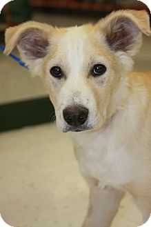 Labrador Retriever/Husky Mix Puppy for Sale in Phoenix, Arizona - Lucky Labrador Retriever/Husky Mix Puppy for Sale in Phoenix, Arizona - Lucky