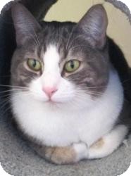 Domestic Shorthair Cat for Sale in Prescott, Arizona - Timmy Domestic Shorthair Cat for Sale in Prescott, Arizona - Timmy