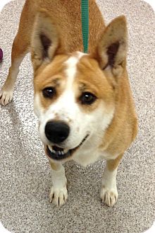 Basenji/Chow Chow Mix Dog for Sale in Gainesville, Florida - Luna Basenji/Chow Chow Mix Dog for Sale in Gainesville, Florida - Luna