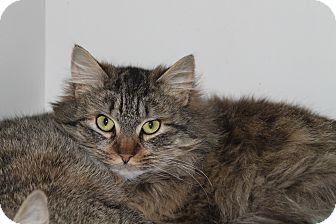 Maine Coon Cat for Sale in North Branford, Connecticut - Odyn Maine Coon Cat for Sale in North Branford, Connecticut - Odyn