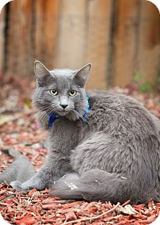 Burmese Kitten for Sale in San Antonio, Texas - Sheba Burmese Kitten for Sale in San Antonio, Texas - Sheba