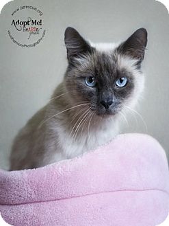 Siamese Cat for Sale in Phoenix, Arizona - Lauren Siamese Cat for Sale in Phoenix, Arizona - Lauren