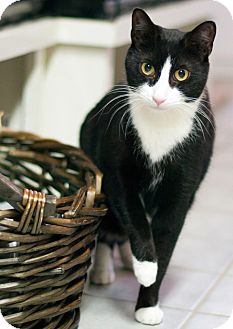 Domestic Shorthair Cat for Sale in New Haven, Connecticut - Ruthie Domestic Shorthair Cat for Sale in New Haven, Connecticut - Ruthie