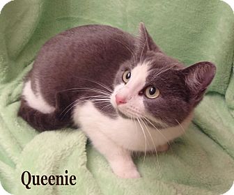 Domestic Shorthair Cat for Sale in Bentonville, Arkansas - Queenie Domestic Shorthair Cat for Sale in Bentonville, Arkansas - Queenie