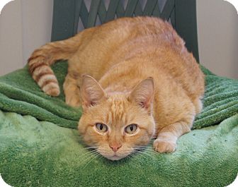 Domestic Shorthair Cat for Sale in Colorado Springs, Colorado - Anderson Domestic Shorthair Cat for Sale in Colorado Springs, Colorado - Anderson
