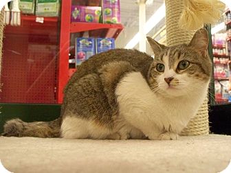 Domestic Shorthair Cat for Sale in Fountain Hills, Arizona - PENELOPE Domestic Shorthair Cat for Sale in Fountain Hills, Arizona - PENELOPE