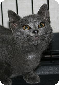 Domestic Shorthair Kitten for Sale in Plainville, Massachusetts - Mayflower Domestic Shorthair Kitten for Sale in Plainville, Massachusetts - Mayflower