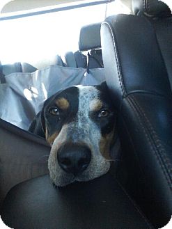 Bluetick Coonhound Dog for Sale in Schererville, Indiana - Mulligan (Mully) Bluetick Coonhound Dog for Sale in Schererville, Indiana - Mulligan (Mully)