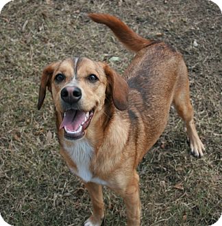 Spaniel (Unknown Type)/Shepherd (Unknown Type) Mix Dog for Sale in san antonio, Texas - Nova Spaniel (Unknown Type)/Shepherd (Unknown Type) Mix Dog for Sale in san antonio, Texas - Nova