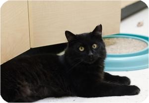 Domestic Shorthair Cat for Sale in Salem, New Hampshire - Bob Domestic Shorthair Cat for Sale in Salem, New Hampshire - Bob