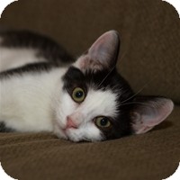 Domestic Shorthair Kitten for Sale in Albany, New York - Trina Domestic Shorthair Kitten for Sale in Albany, New York - Trina
