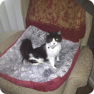 Domestic Mediumhair Kitten for Sale in Oxford, Connecticut - Domestic Mediumhair Kitten for Sale in Oxford, Connecticut -