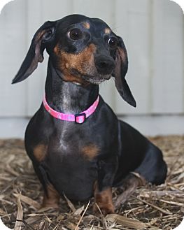 Dachshund Dog for Sale in North Palm Beach, Florida - Skittles Dachshund Dog for Sale in North Palm Beach, Florida - Skittles