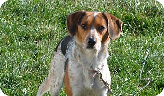 Beagle/Bluetick Coonhound Mix Dog for Sale in New cumberland, West Virginia - Snoopy Beagle/Bluetick Coonhound Mix Dog for Sale in New cumberland, West Virginia - Snoopy