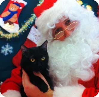 Domestic Shorthair Kitten for Sale in Merrifield, Virginia - Huckleberry Domestic Shorthair Kitten for Sale in Merrifield, Virginia - Huckleberry