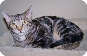 Domestic Shorthair Kitten for Sale in Colorado Springs, Colorado - K-Sophie3-Tasmania Domestic Shorthair Kitten for Sale in Colorado Springs, Colorado - K-Sophie3-Tasmania