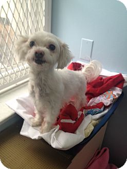 Maltese Dog for Sale in New York, New York - Daisy Maltese Dog for Sale in New York, New York - Daisy