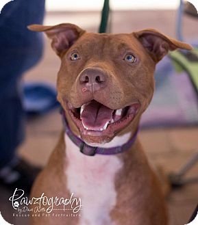 Pointer/American Staffordshire Terrier Mix Dog for Sale in Scottsdale, Arizona - TUCKER Pointer/American Staffordshire Terrier Mix Dog for Sale in Scottsdale, Arizona - TUCKER