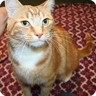 Domestic Shorthair Cat for Sale in Edmonton, Alberta - Anthony Domestic Shorthair Cat for Sale in Edmonton, Alberta - Anthony
