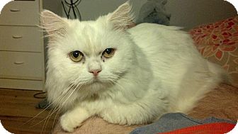 Himalayan Cat for Sale in Island Park, New York - Snowball Himalayan Cat for Sale in Island Park, New York - Snowball