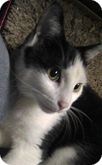 Domestic Shorthair Cat for Sale in Medford, Massachusetts - Cody Domestic Shorthair Cat for Sale in Medford, Massachusetts - Cody