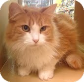 Domestic Mediumhair Cat for Sale in Modesto, California - Wholly Domestic Mediumhair Cat for Sale in Modesto, California - Wholly