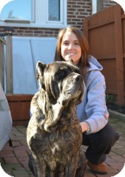 Cane Corso Dog for Sale in Marlton, New Jersey - Molly Cane Corso Dog for Sale in Marlton, New Jersey - Molly
