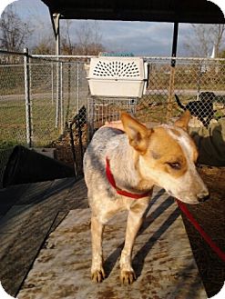 Blue Heeler/Cattle Dog Mix Dog for Sale in Linden, Tennessee - Dot Blue Heeler/Cattle Dog Mix Dog for Sale in Linden, Tennessee - Dot